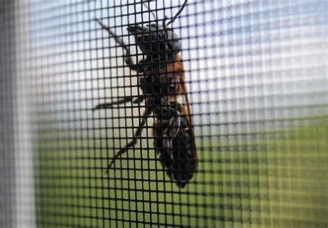 18x16 Mesh Fiberglass Window Insect Screen - JingRui Fiberglass Screen Co., Ltd.