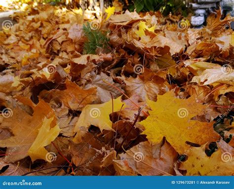 Leaf litter stock image. Image of season, october, fall - 129673281