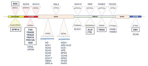 DNA Hypermethylation and Unstable Repeat Diseases: A Paradigm of ...