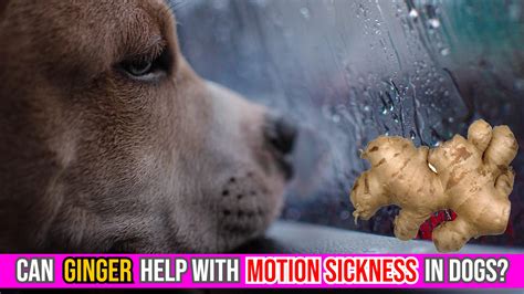 Can Ginger Help With Motion Sickness (Nausea) In Dogs?