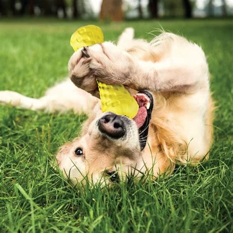 Goofy Tails Dumbbell Treat Dispensing Interactive Dog Toy | Natural ...