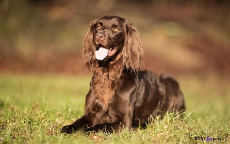 Pointer Dog Price In India (Dec 2024) | Pointer Dog - Best For Pets