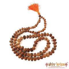 12 mukhi rudraksha mala, 108+1 beads – Shiv Kripa Rudraksha