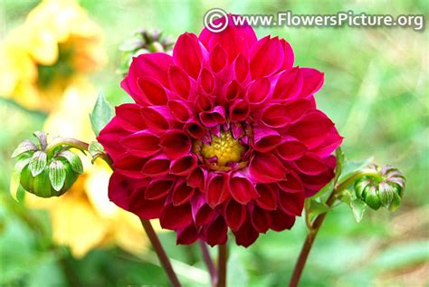 Dahlia varieties with names