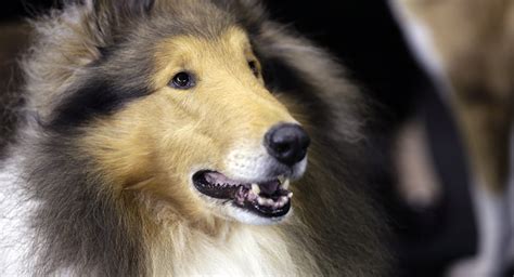 世界上最聪明的狗狗去世 - 俄罗斯卫星通讯社