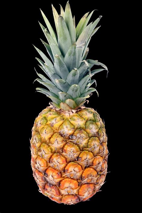 Pineapple Picture for Kids 的图像结果