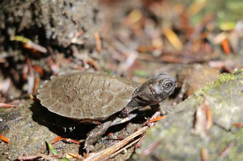 Wood Turtle | Mass.gov