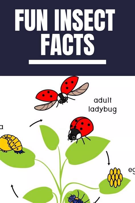 Image result for Insect Facts