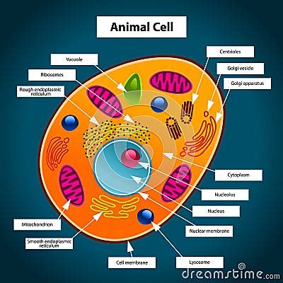 Animal Cell Cartoon Vector | CartoonDealer.com #29859935