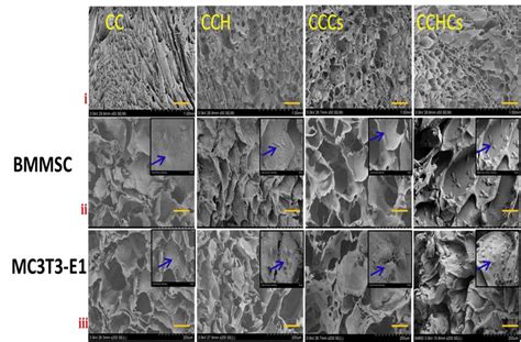 Image result for 10X Microscope Scale Bar
