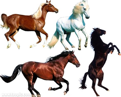 HD paarden achtergronden en foto