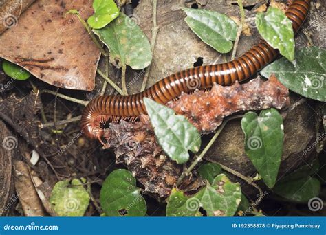 1 Millipede Eating a Pineapple Peel. Stock Photo - Image of organized ...