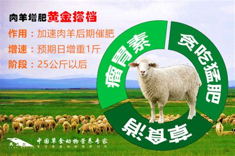 如何科学养羊，首先做好饲养管理工作 - 农敢网