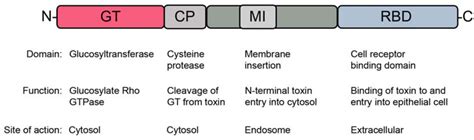 Toxins | Special Issue : Enterotoxins