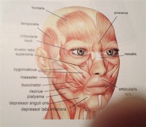 Image result for Microcurrent Map