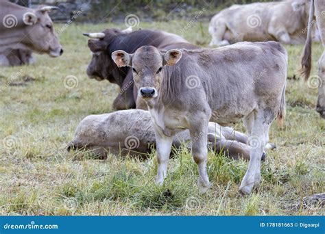 Typical Spanish Calf Looking at the Photographer Stock Image - Image of ...