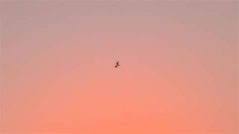 Wallpaper bird, sky, gradient, flight hd, picture, image