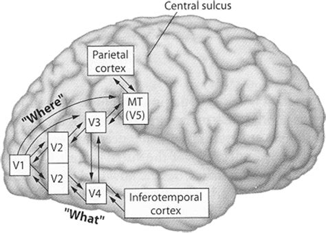 Visual and Auditory Pathways 的图像结果