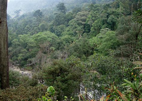 Image result for Western Java Rain Forests Conservation