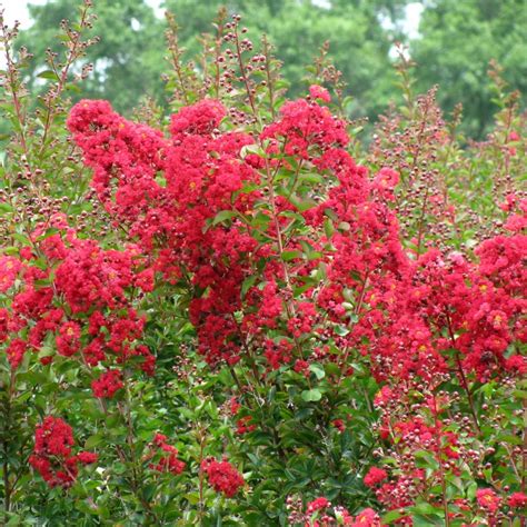 Crape Myrtle Dynamite (Red) – Bay Gardens