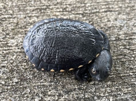 Pink Belly Side Neck Turtle for sale | Snakes at Sunset