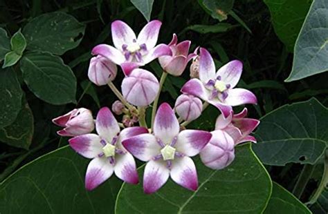 PlantaZee Live Purple Aak/Calotropis gigantea Healthy and Medicinal ...