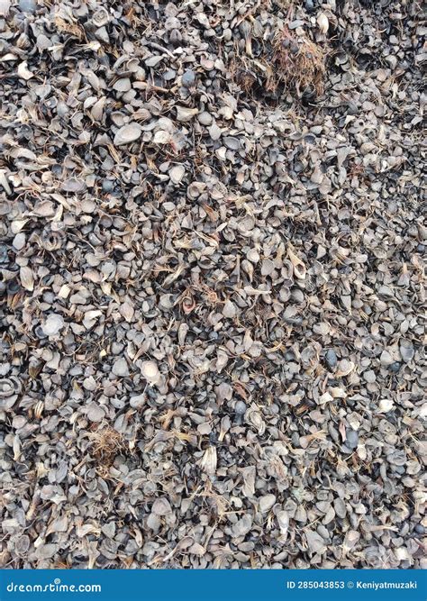 Palm Kernel Shells Royalty-Free Stock Photography | CartoonDealer.com ...