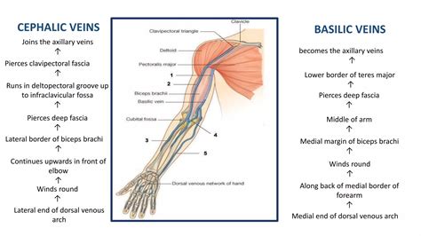 ANATOMY OF VENOUS SYSTEM.pptx