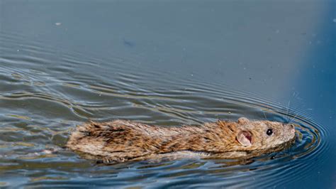 Can Rats Swim? - A-Z Animals