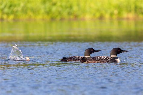 A Mallard Duckling Is Thriving—and Maybe Diving—Under the Care of Loon Parents | Audubon
