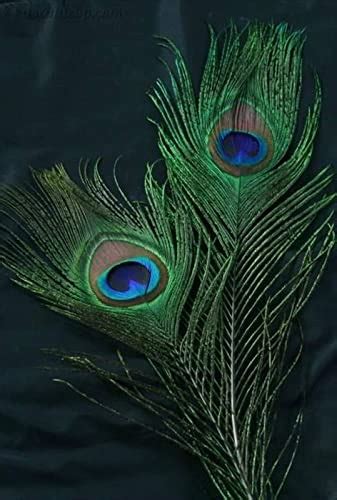 Buy RADHESH Creation & Jewellery 24 inch Natural Peacock Feather (Mor ...