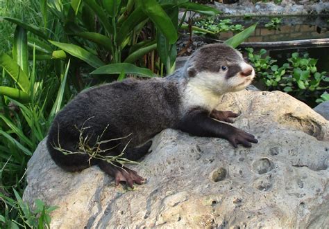 Congo Clawless Otter — International Otter Survival Fund