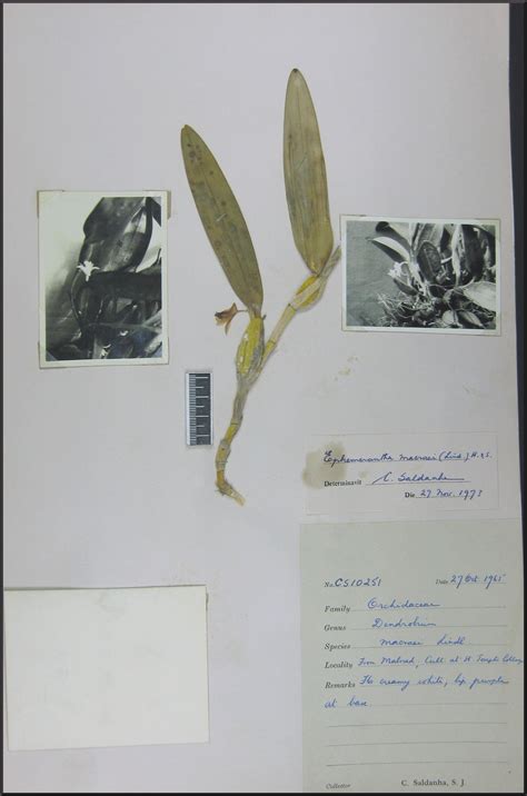 Herbarium JCB