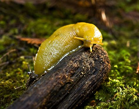 SLUG - Banana Slug - California State Capitol Museum