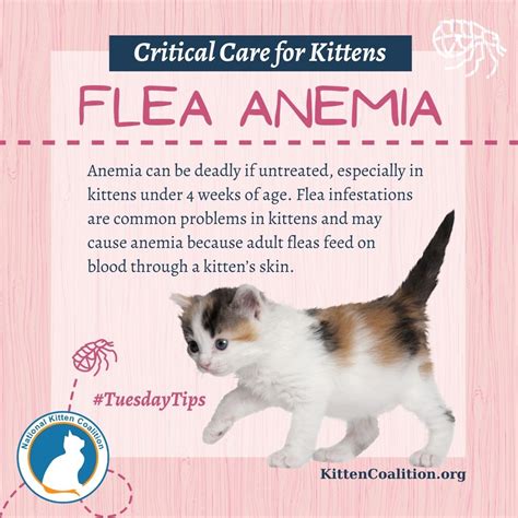 Treatment For Anemia In Cats