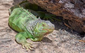 Wallpaper iguana, lizard, face, color, reptile hd, picture, image