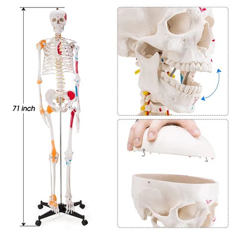 Ultrassist Life Size Anatomical Skeleton Replica with Spinal India | Ubuy