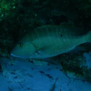 Image result for Mutton Snapper