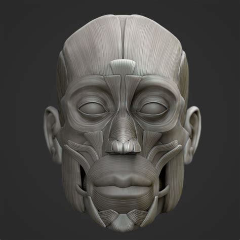 Muscle Head Model Computer Graphics Simulation 的图像结果