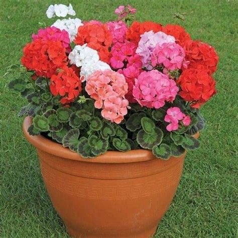 Geranium Flower Seeds, Imported Flower Seeds 10-20 ...