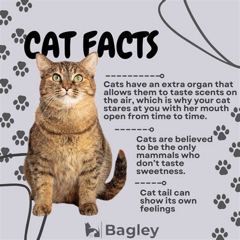 Fascinating Facts About Cats