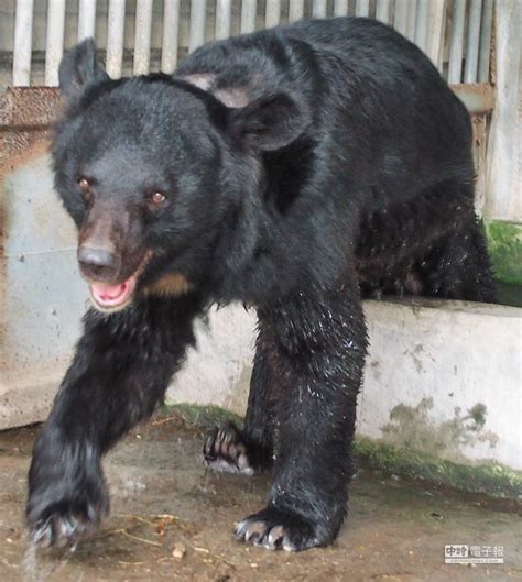 最後1隻私飼台灣黑熊 安置壽山 - 地方新聞 - 中國時報