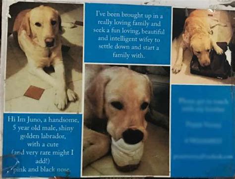 Blonde, slim, with good family values: The darker side of matrimonial ...