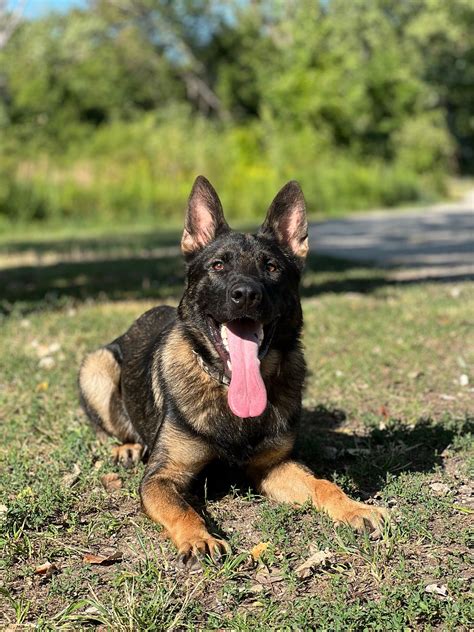 Adopt Dax - Personal & Family Protection Dogs For Sale dog available from Specialty Dog Training