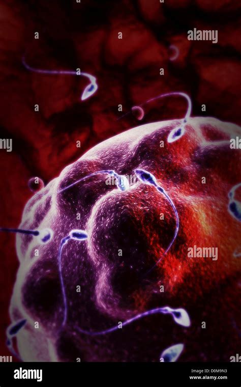 Image result for Conception Light Flash