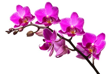Free Pink Orchid Cliparts, Download Free Pink Orchid Cliparts png ...