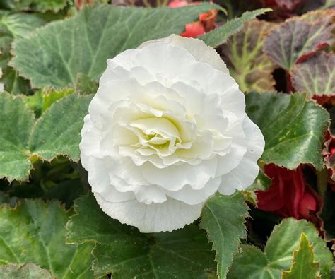 Annual Gallery — Blue Rouge