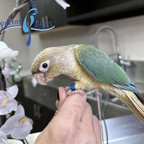 Baby Turquoise Pineapple Green Cheek Conure Available at Parrot Stars!