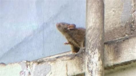 在5樓的老鼠（老鼠跟貓一樣可愛） - YouTube