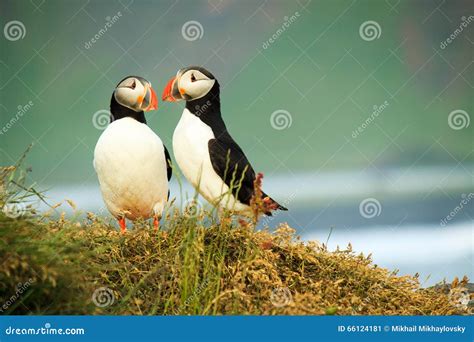Loving Puffin stock image. Image of travel, birds, iceland - 66124181